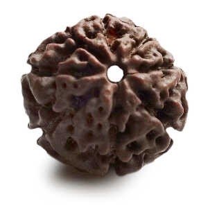 Rudraksha Perle 2 cm  8F