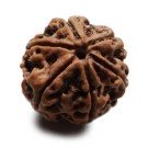 Rudraksha Perle 2 cm  6F