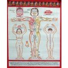 Tibetan Medicine Yoga Thangka no. 3 - 40 x 49cm